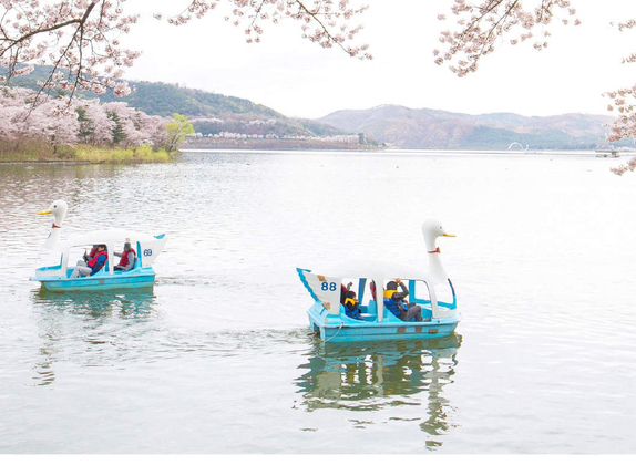 Bomun Lake Cherry Blossoms: Gyeongju's Enchanting Spring Escape