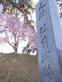 Petal Panorama: Hirosaki’s Castle in Bloom