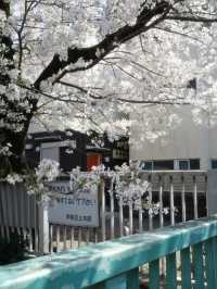Hidden Gem: Full Bloom Cherry Blossoms at Kanda River 🌸