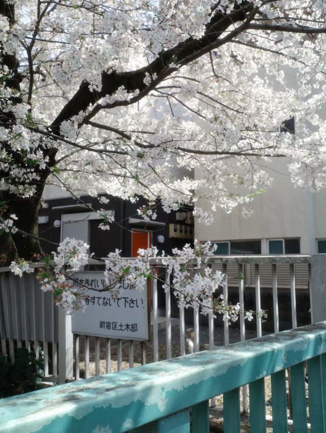 Hidden Gem: Full Bloom Cherry Blossoms at Kanda River 🌸