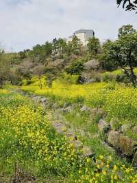 Golden Waves of Spring: Immersing Yourself in the Canola Fields of 엉덩물계곡, Jeju