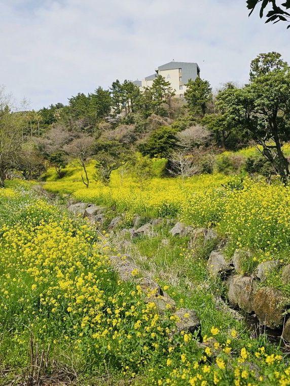 Golden Waves of Spring: Immersing Yourself in the Canola Fields of 엉덩물계곡, Jeju