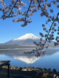 Yamaguchi Lake Sakura | Fuji's Most Photogenic Companion