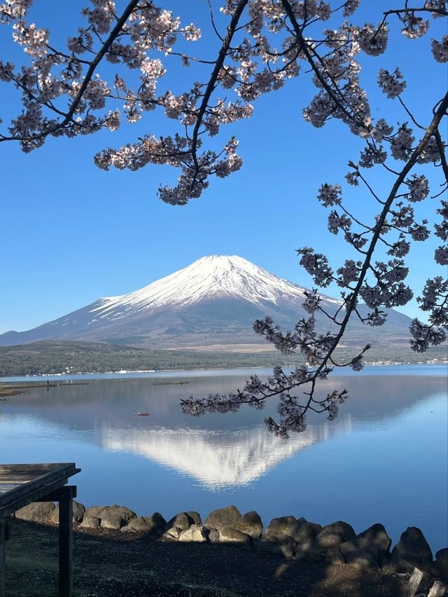 Yamaguchi Lake Sakura | Fuji's Most Photogenic Companion