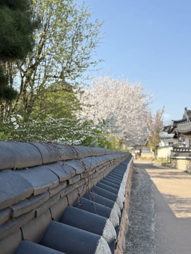 Gyeongju's Cherry Blossoms Are on Another Level! 🌸