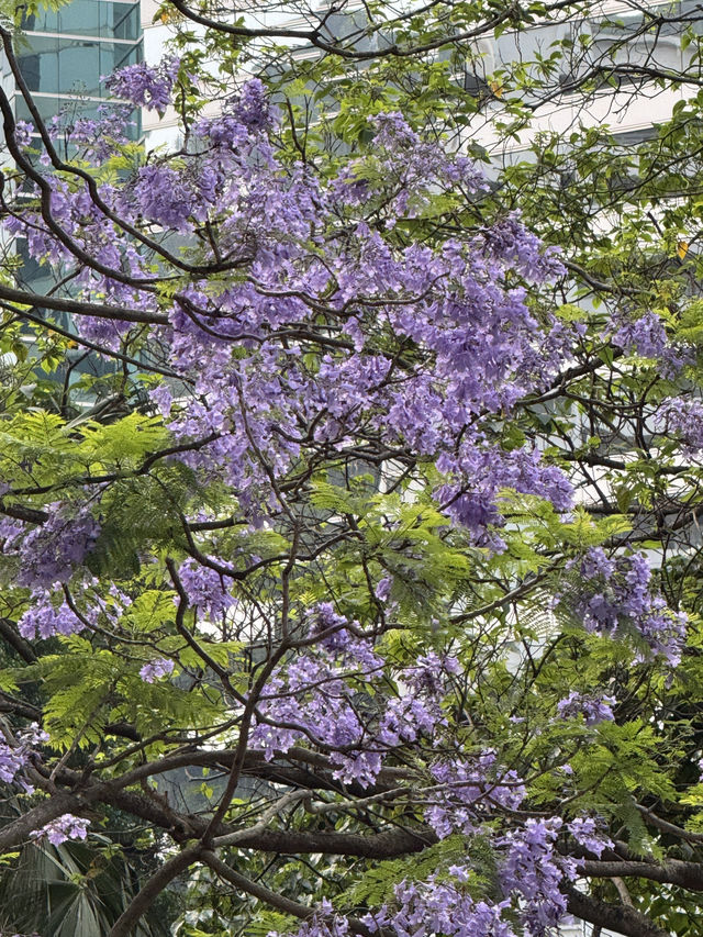 香港｜太古廣場｜紫花風鈴木偽櫻花