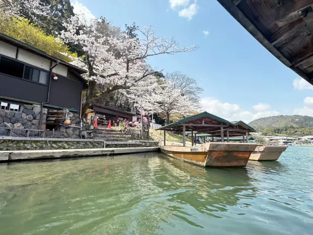 絕美的嵐山森林🌳