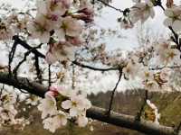 Blossoms in Slovenia, Ljubljana