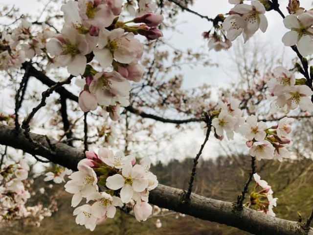 Blossoms in Slovenia, Ljubljana