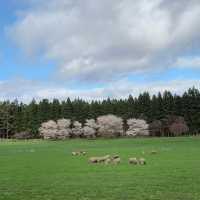A Spring Day at Koiwai Farm