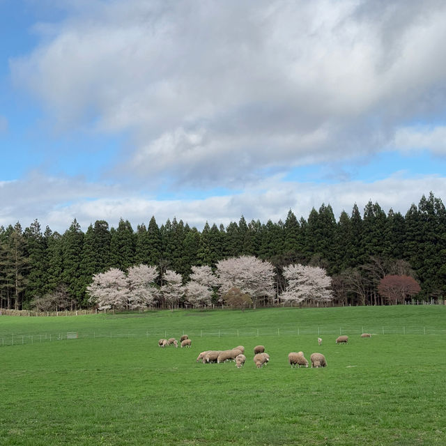 A Spring Day at Koiwai Farm