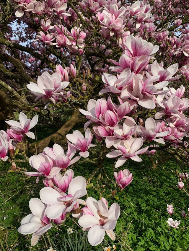 Magnolia