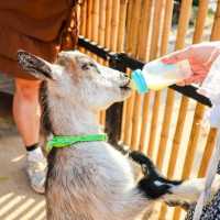 Animal Paradise Cafe  Patty’s