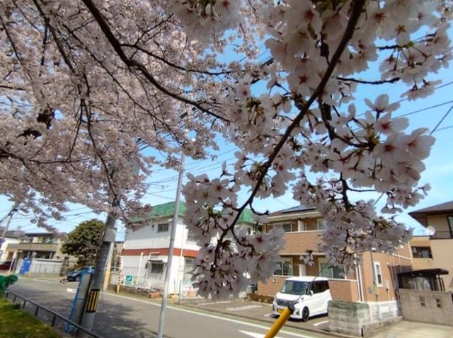 清水沼公園，曾經的沼澤之地，現搖身一變成了公園住宅和賞櫻之所