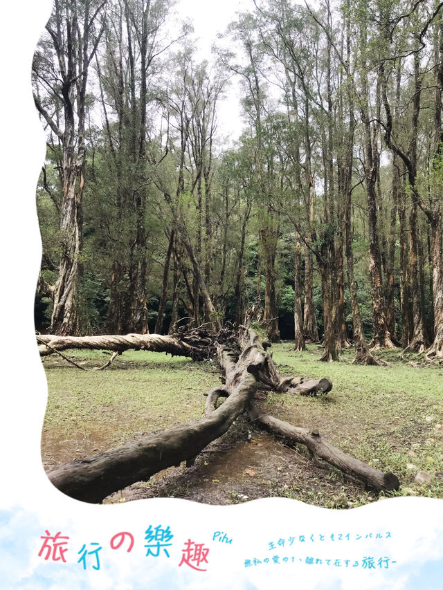 城門水塘郊野行，發現🐒
