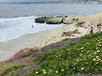 A Moody Magic Day in La Jolla: Seals, Seagulls, and Serene Beauty