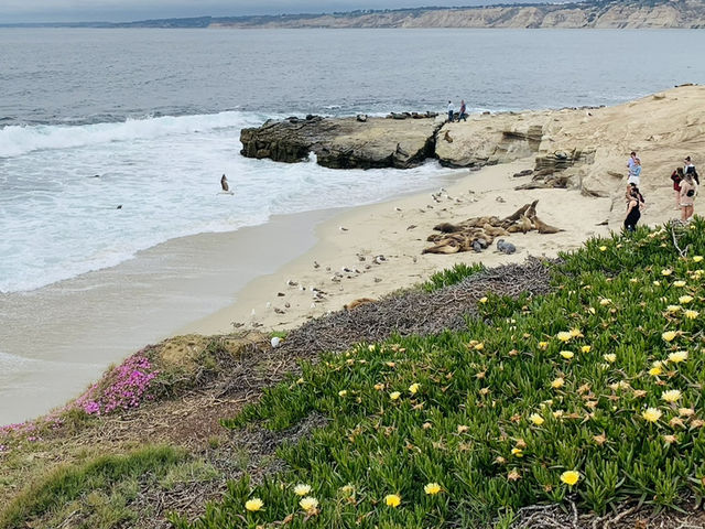 A Moody Magic Day in La Jolla: Seals, Seagulls, and Serene Beauty