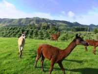 #愛歌頓農場Agrodome Farm-紐西蘭羅託魯亞