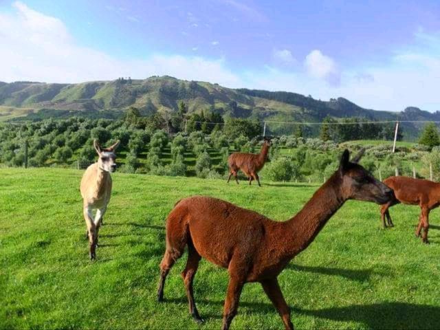 #愛歌頓農場Agrodome Farm-紐西蘭羅託魯亞
