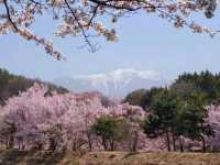 Sakura + Stillness, Rokudo no Tsutsumi Is Peak