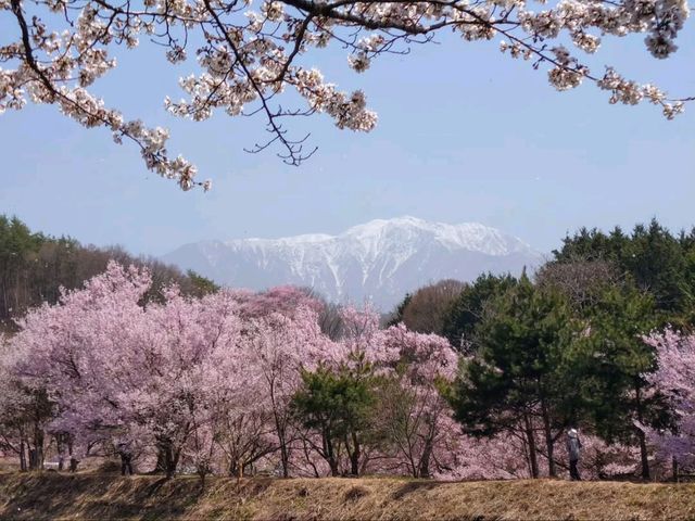 Sakura + Stillness, Rokudo no Tsutsumi Is Peak