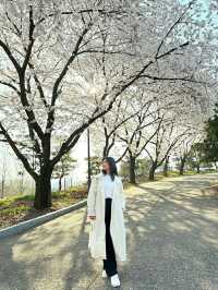 Daejeon: Korea’s Underrated Blossom EscapeLocation: Daejeon, South Korea
