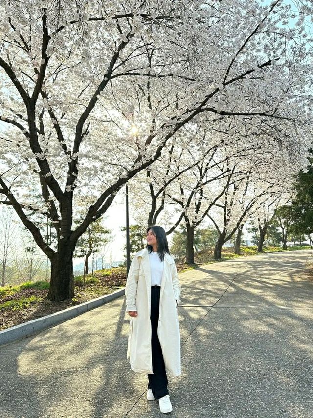 Daejeon: Korea’s Underrated Blossom EscapeLocation: Daejeon, South Korea
