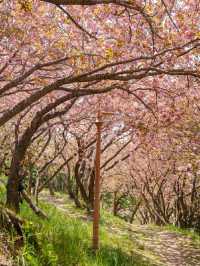 Blossoms by the Sea: Experiencing Spring in Busan
