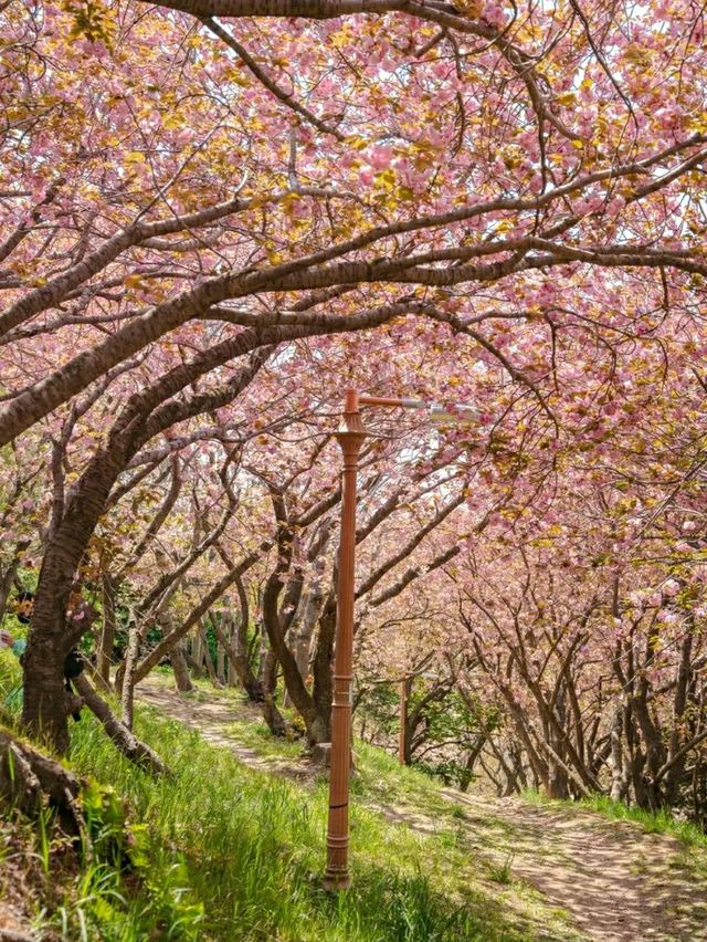 Blossoms by the Sea: Experiencing Spring in Busan