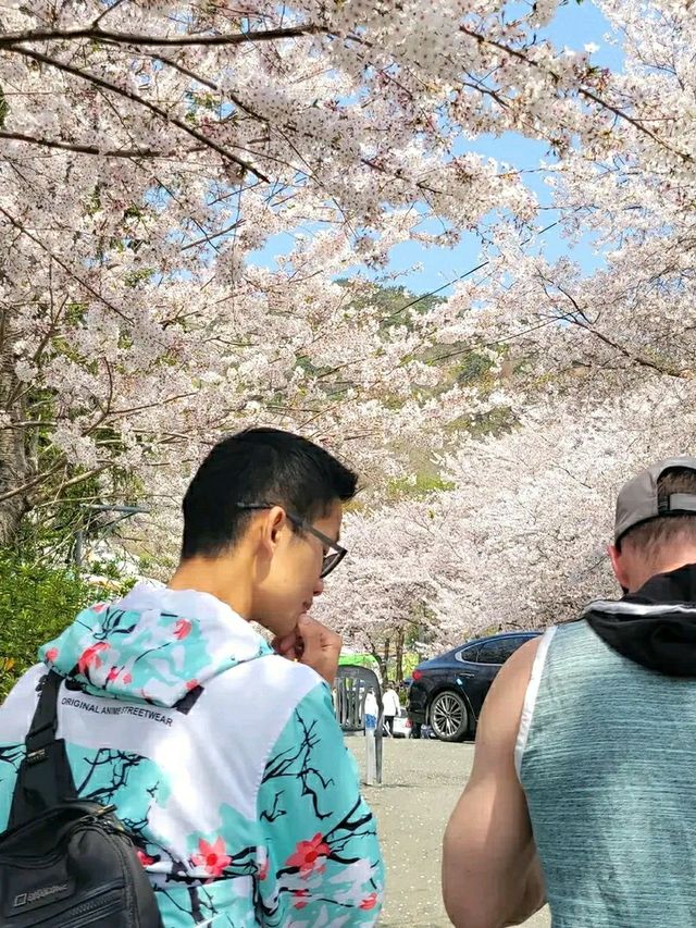Changwon in Bloom: Experience the Magic of the Jinhae Cherry Blossom Festival