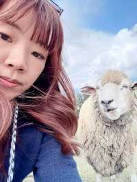 A Day at Qingjing Farm — Up Close with the Fluffy Sheep!
