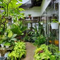 Fifty Trees in JB