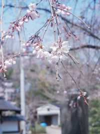 東京出發到白石城：櫻花祭