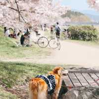 Japan – Sakura Nights Under the Lantern Glow