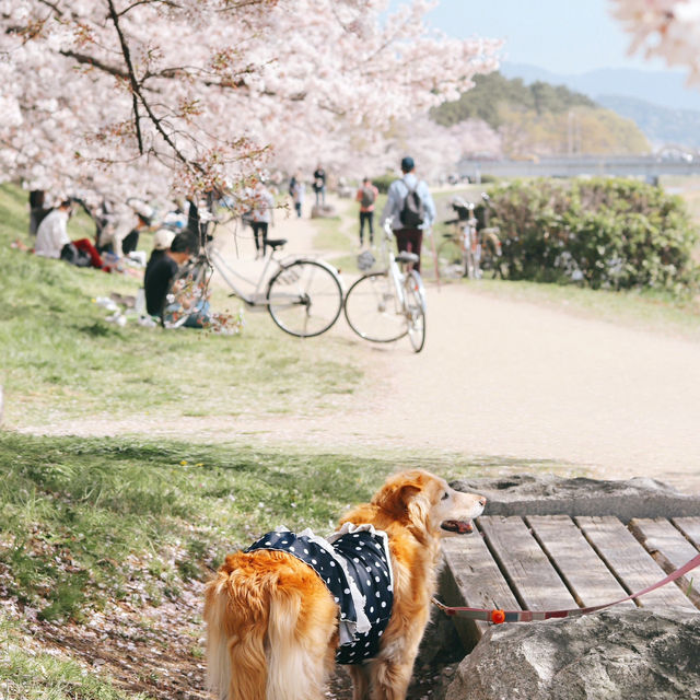 Japan – Sakura Nights Under the Lantern Glow