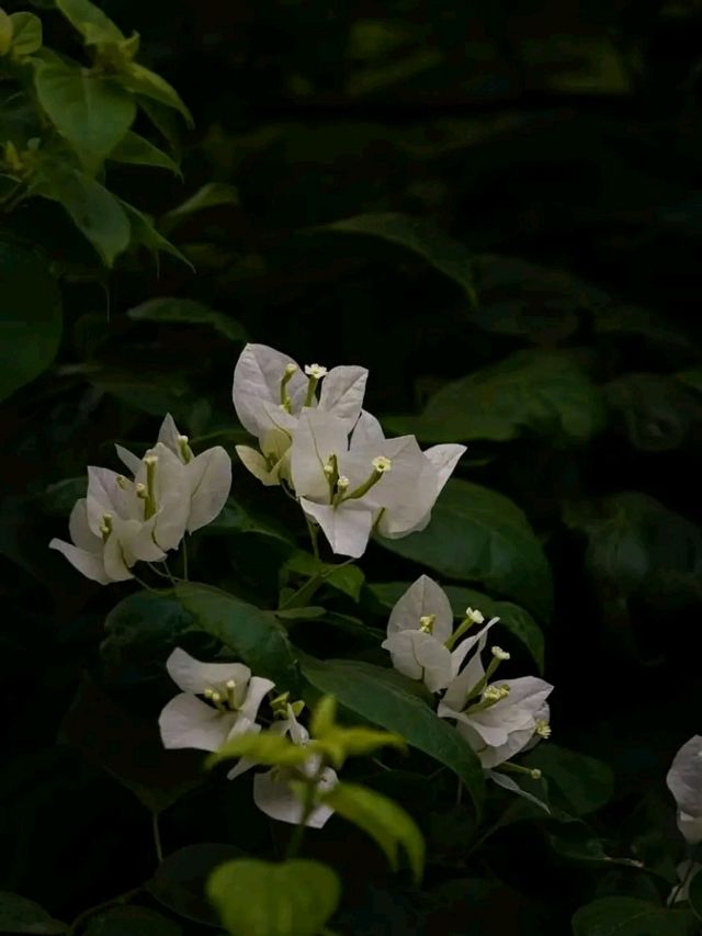 Blooms of Dhaka University: A Peaceful Pause in the Heart of the City