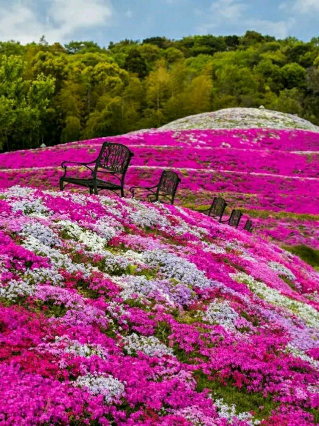 Tokushima – Dance, Mountains, and Cultural Harmony in Shikoku