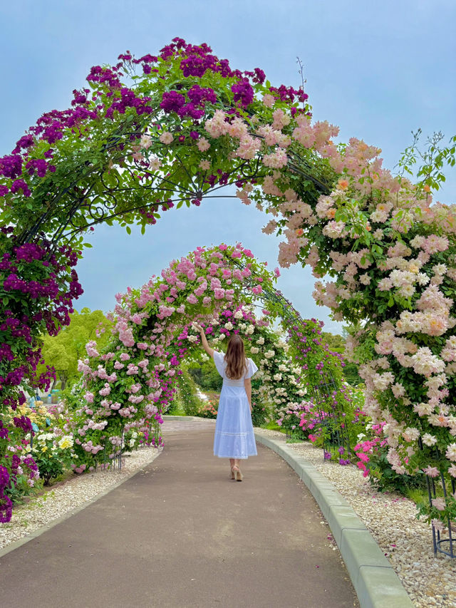 大阪 ︎❤︎2,400株が咲き誇る🌹🌹🌹260円で見れる絶景〜♡ 