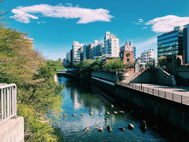 Sakura and Stillness at Nakameguro Canal