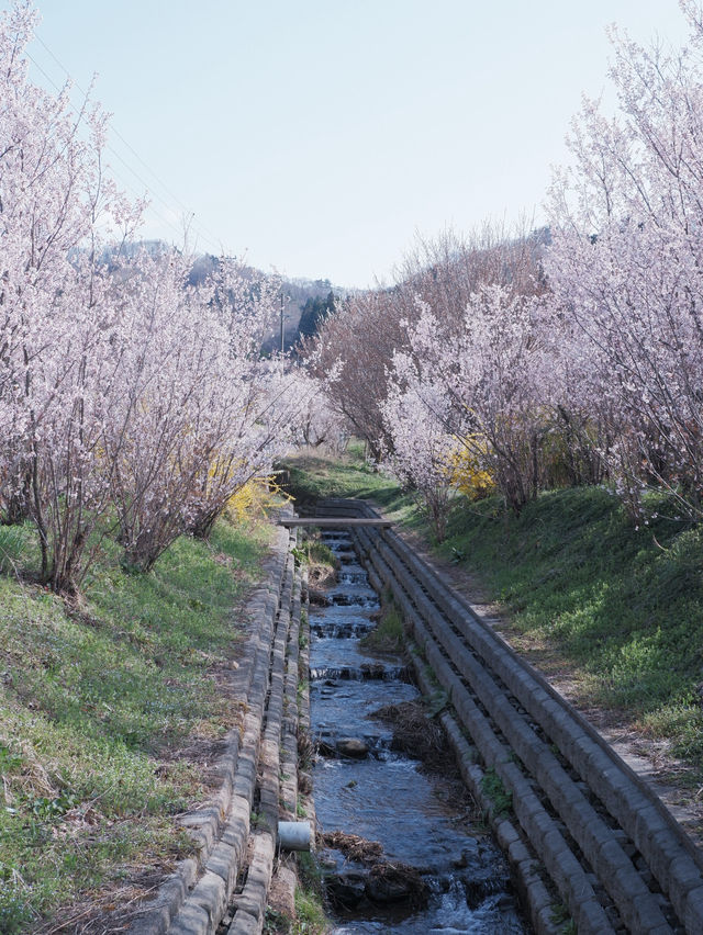 東京去福島就是要來一趟感受漫山櫻花林 