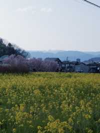 東京去福島就是要來一趟感受漫山櫻花林 
