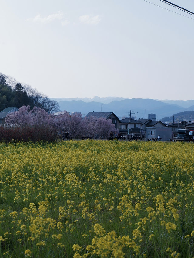 東京去福島就是要來一趟感受漫山櫻花林 