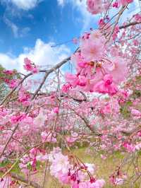 ┃兵庫加古川┃日岡山公園の桜2025