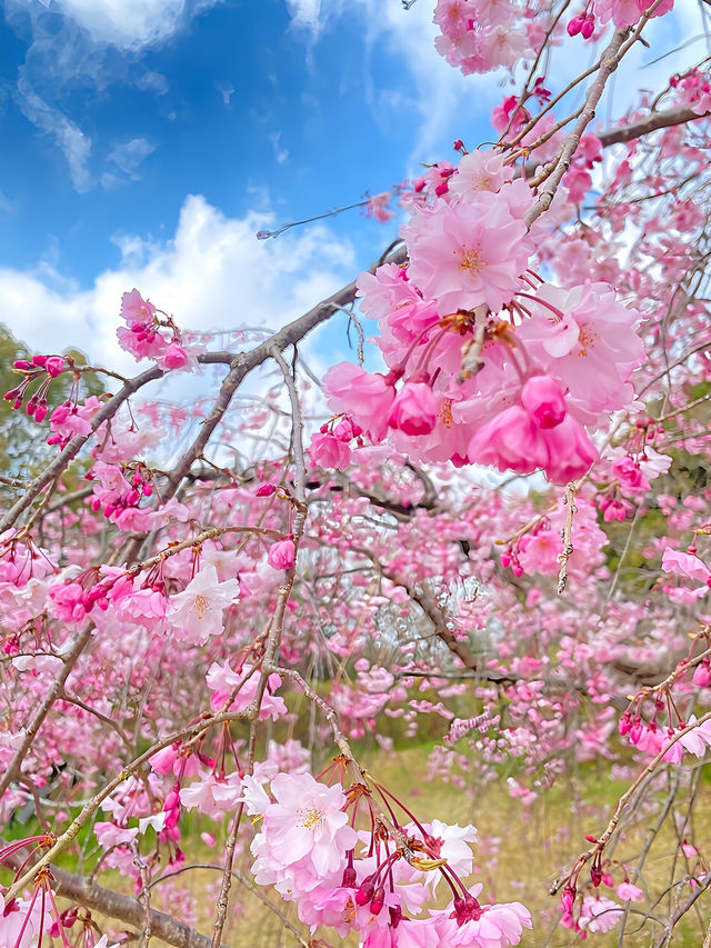 ┃兵庫加古川┃日岡山公園の桜2025