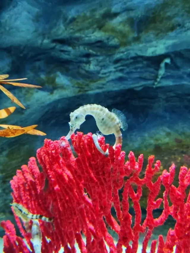 날씨 상관없이 만나는 제주 바다 – 아쿠아플라넷 제주