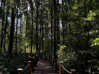 Taiping | Mangrove Forest