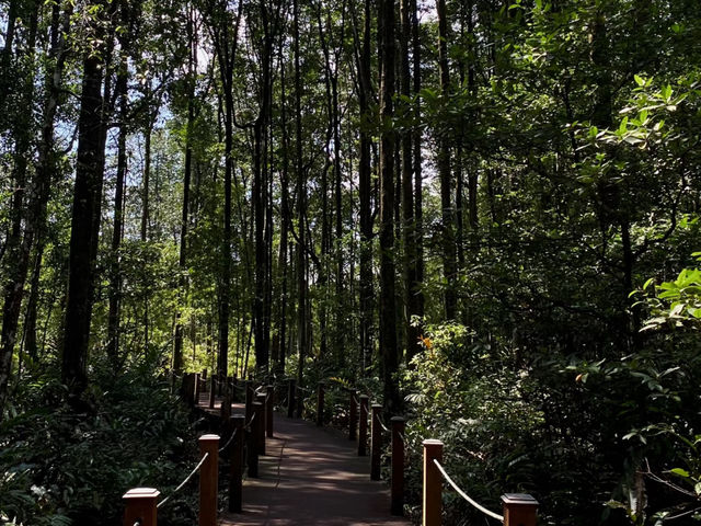 Taiping | Mangrove Forest