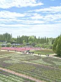 丘一面の春色パレット絶景に包まれる幸せな時間🌷🌼🌸※観光攻略情報付き