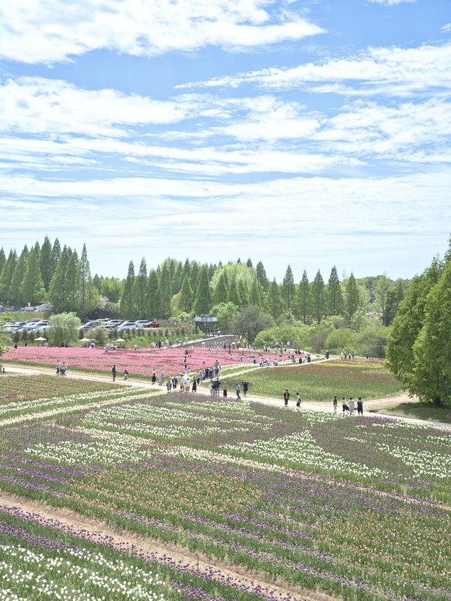 丘一面の春色パレット絶景に包まれる幸せな時間🌷🌼🌸※観光攻略情報付き