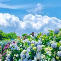 済州島の紫陽花、まるで夢のような景色…💠